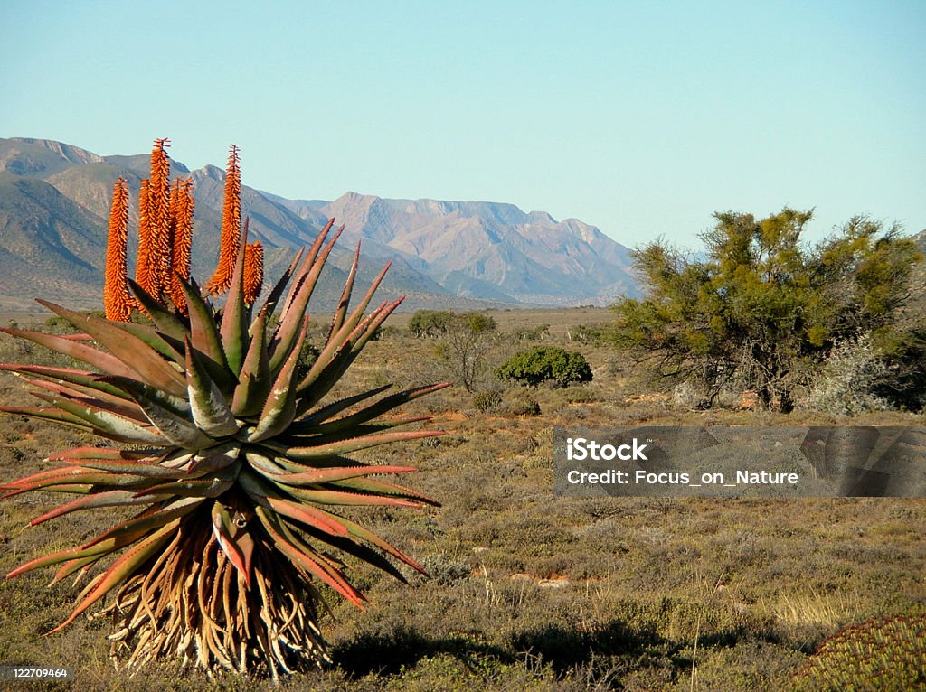 Karoo, Republika Południowej Afryki - Zbiór zdjęć royalty-free (Karoo)