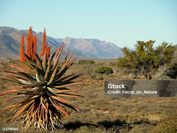 Karoo África Do Sul - Fotografias de stock e mais imagens de Karoo - Karoo, Suculenta, Oudtshoorn