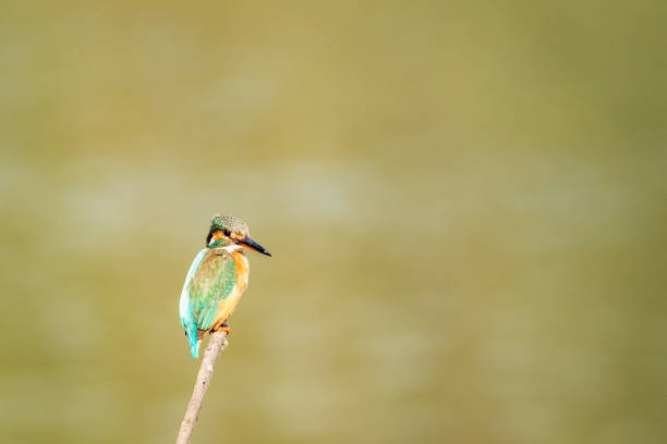 istock common kingfisher or Alcedo atthis is a small colorful bird sitting on a perch with green background at keoladeo national park or bharatpur bird sanctuary, rajasthan, india 1227094849