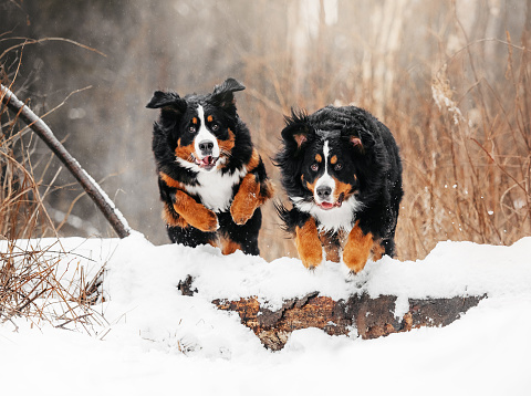 two happy bernese mountain dogs jumping outdoors in winter
