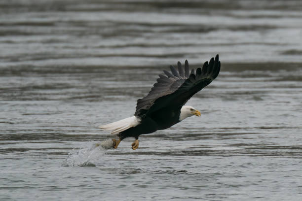 istock Bald Eagle catching fish from the Susquehanna River in Maryland 1227095516
