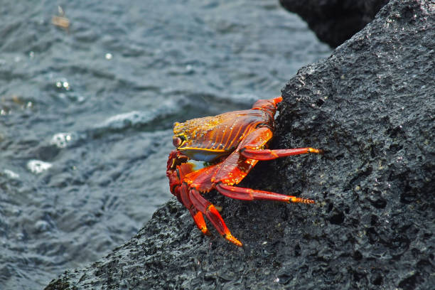 istock One red sally lightfoot galapagos crab close-up 1227095800
