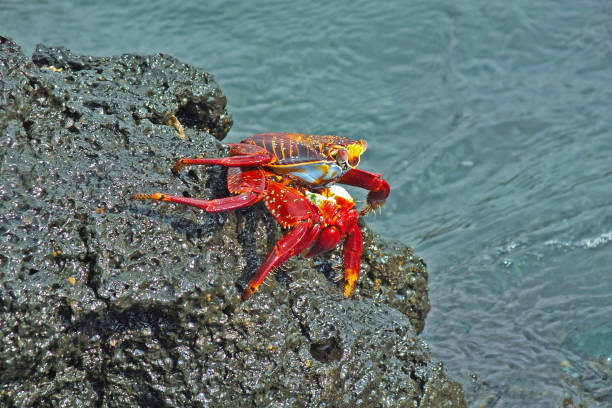 istock One red sally lightfoot galapagos crab eating close-up 1227095822