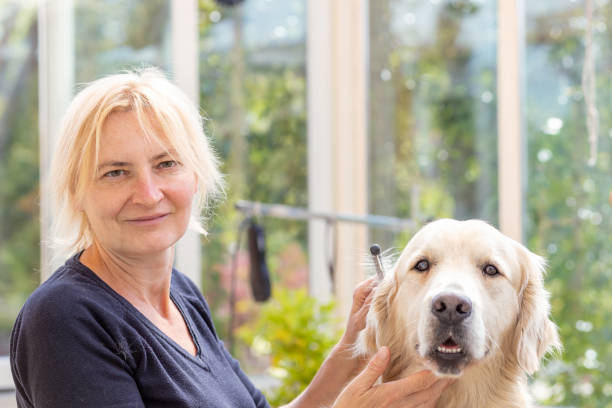 istock Professional groomer with Golden Retriever Dog 1227097041
