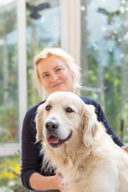 istock Professional groomer with Golden Retriever Dog. Vertically. 1227097044