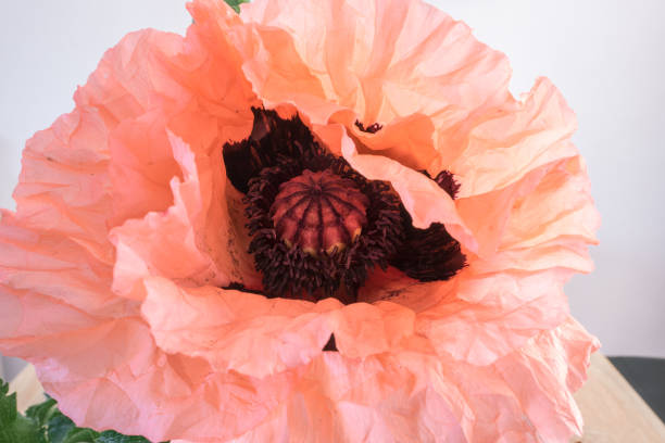 Large folded pastel colored poppy flower Detailed image of a single large pink colored oriental poppy flower. Papaver orientalis. opium poppy photos stock pictures, royalty-free photos & images
