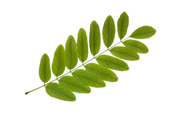 Yong springtime acacia leaf cut out on white background. Herbarium series.