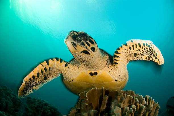 istock hawksbill portrait motion blur 122709944
