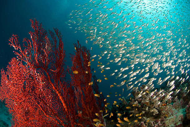 istock fan coral and swarm of fish 122709966