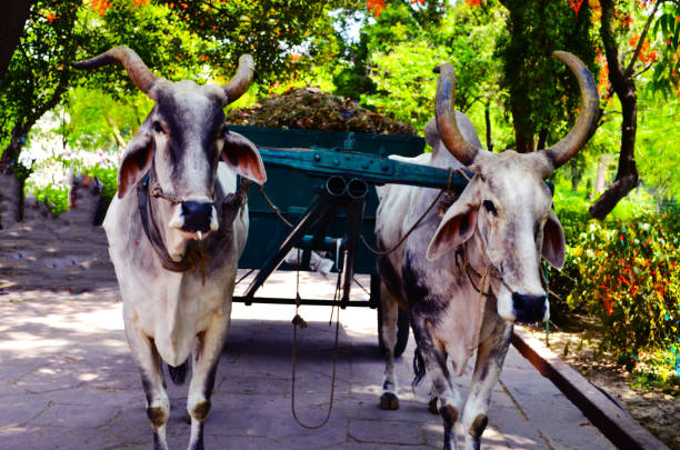 Muslim holiday. Eid al-Adha. Cows, oxen and calves waiting for the order of sacrifice for Eid al-Adha. Cows and oxen waiting in line on the farm. Farm animals.
