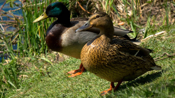 istock lose-up two wild ducks walk on green grass near a pond. 1227101562
