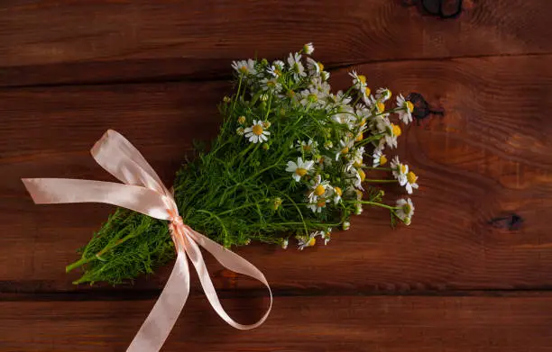 Blooming fresh camomiles bouquet with ribbon bow on wooden background. Beautiful chamomile flowers with green leaves. Natural Valentine's Mother's Women's day greeting card with copy space text sign.