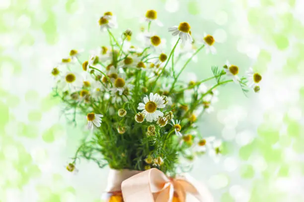 Blooming fresh camomiles bouquet with ribbon bow on bokeh lights background selective focus.Beautiful chamomile flowers green leaves.Valentine's Mother's Women's day greeting card,copy space text sign