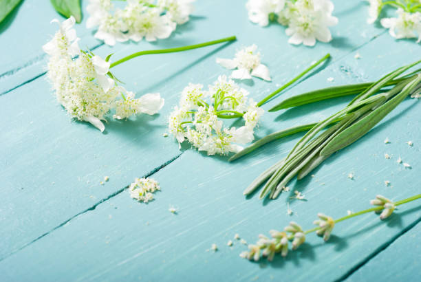 chervil em madeira azul - rosemary chervil herb table - fotografias e filmes do acervo