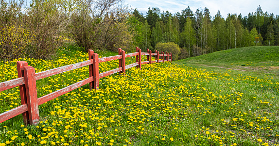 Red, wooden fence and a rural road. Green grass and meadow of dandelion yellows. The nature of Finland.