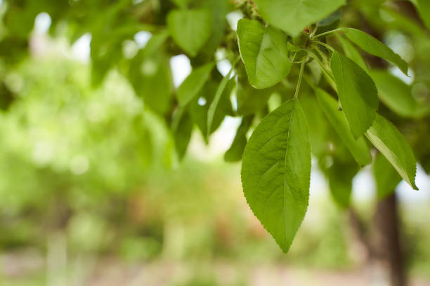 apple leaves hang from a tree Closeup effect