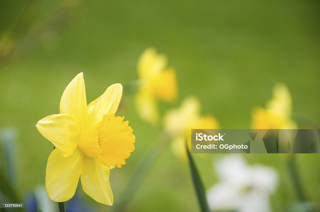 Parterre de fleurs de jonquilles de l'Etat - Photo de Beauté de la nature libre de droits