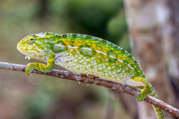 istock Chameleon in the rainforest of Madagascar 1227105486