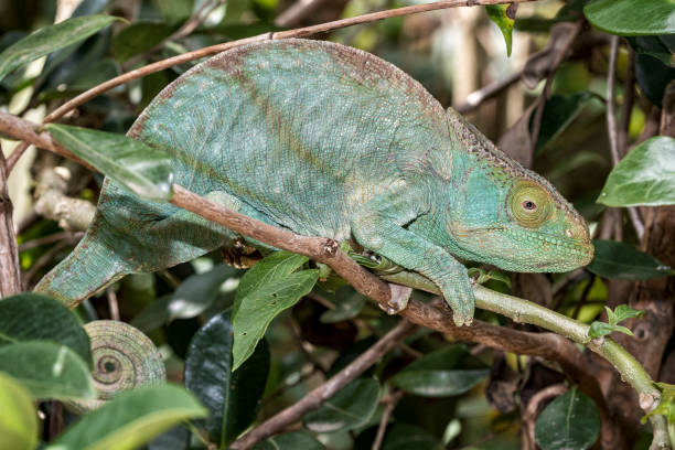 istock Chameleon in the rainforest of Madagascar 1227105550