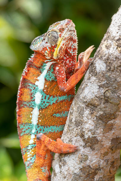 istock Chameleon in the rainforest of Madagascar 1227105682