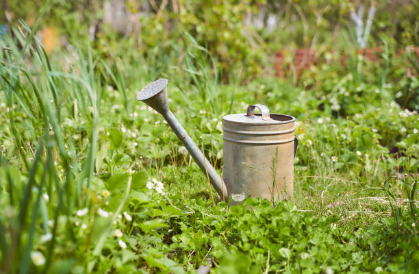 istock old iron water watering can stand against the backdrop of greenery 1227105732