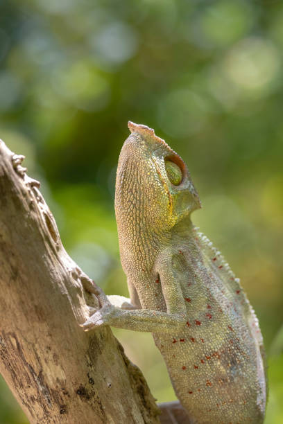 istock Chameleon in the rainforest of Madagascar 1227105741