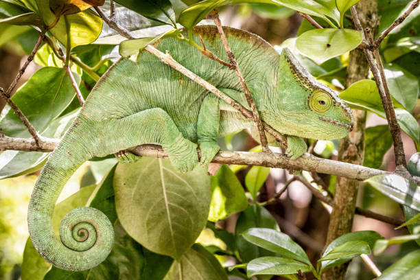 istock Chameleon in the rainforest of Madagascar 1227105747
