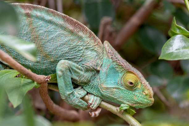 istock Chameleon in the rainforest of Madagascar 1227105771