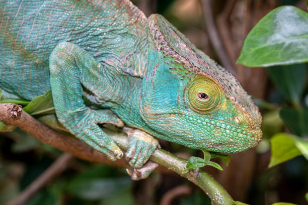 istock Chameleon in the rainforest of Madagascar 1227105775