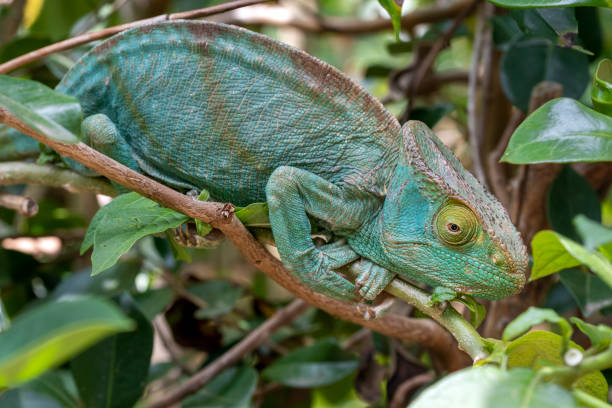 istock Chameleon in the rainforest of Madagascar 1227105822