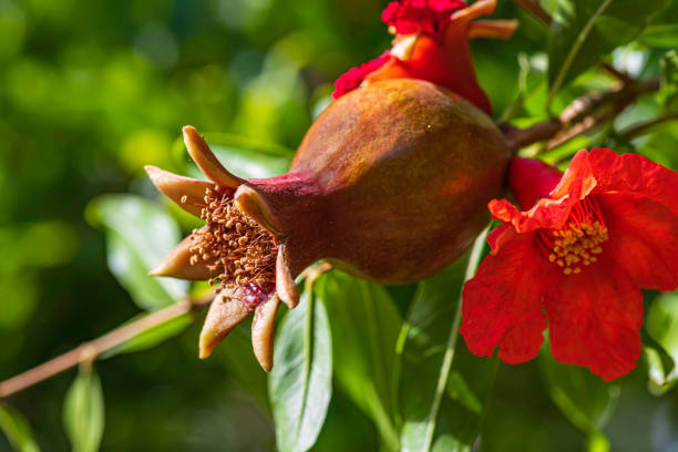 녹색 단풍의 배경에 젊은 잘 익지 않은 과일과 석류 꽃 클로즈업 - pomegranate pomegranite tree tree leaf 뉴스 사진 이미지