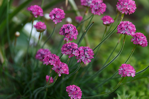 Beautiful pink magenta Sea thrift Armeria Maritima flowers in summer garden.