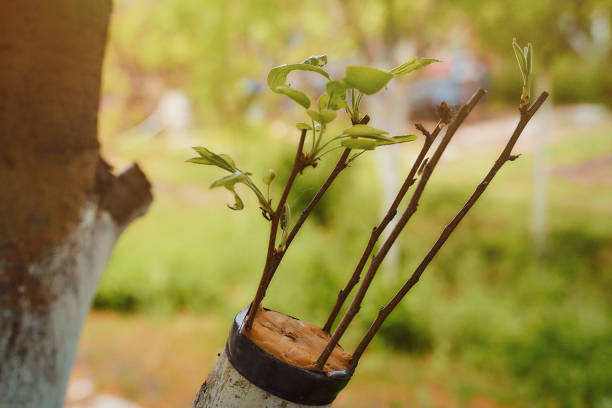 istock grafted pear sprigs to an old apple tree with green leaves 1227107096