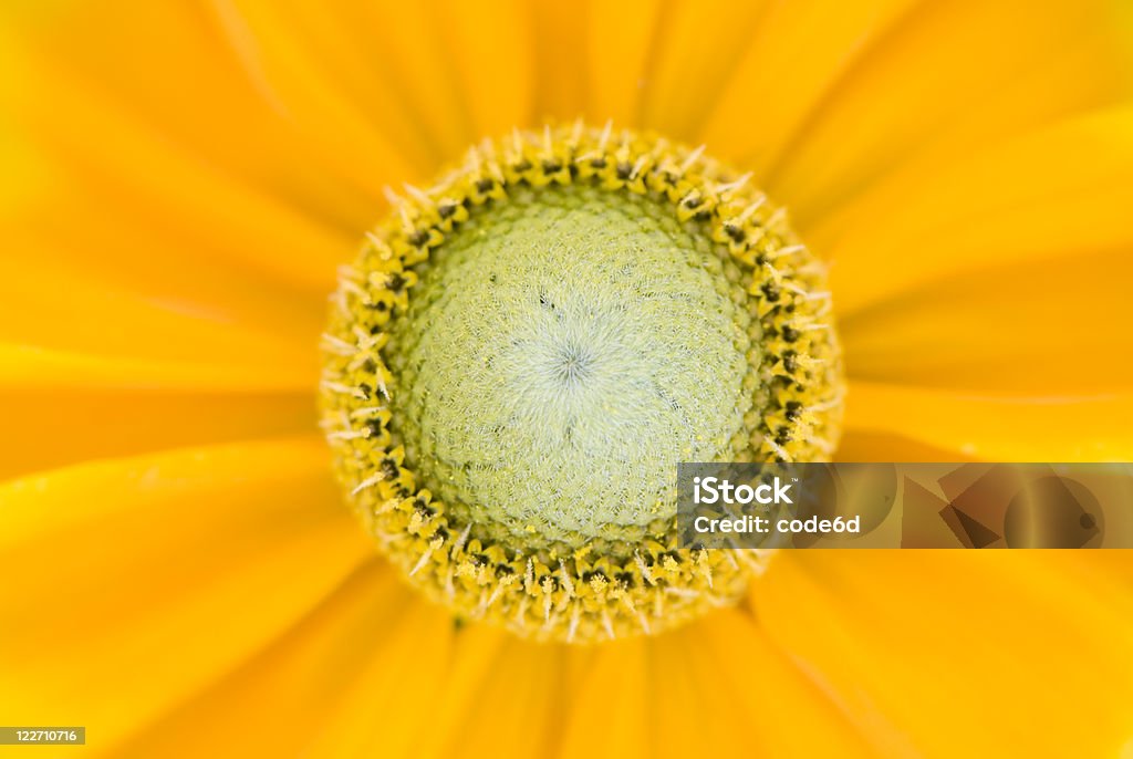 pollen de fleurs macro, mise au point sélective - Photo de Beauté de la nature libre de droits