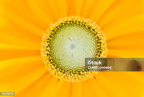 Photo libre de droit de Pollen De Fleurs Macro Mise Au Point Sélective banque d'images et plus d'images libres de droit de Beauté de la nature - Beauté de la nature, Cercle, Fleur - Flore