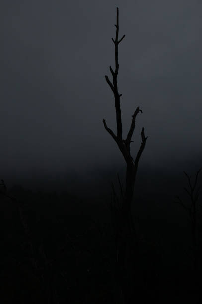 istock Night photography of tree 1227107229