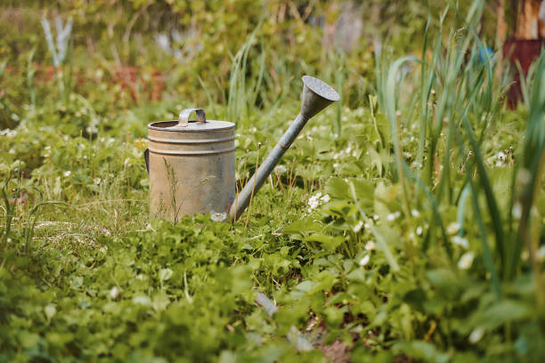 istock old iron water watering can stand against the backdrop of greenery 1227107379