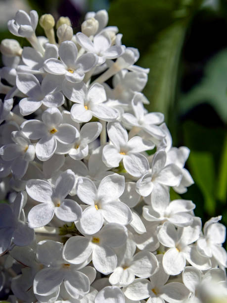 istock beautiful blooming white lilac on branches 1227107979