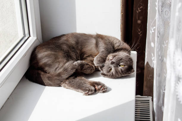 istock gray cat lies on a windowsill 1227107994