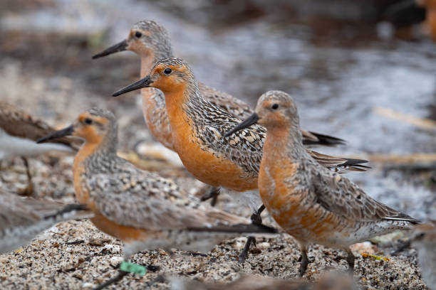 istock A group of Red Knots Feeding along the Delaware Bay 1227108210