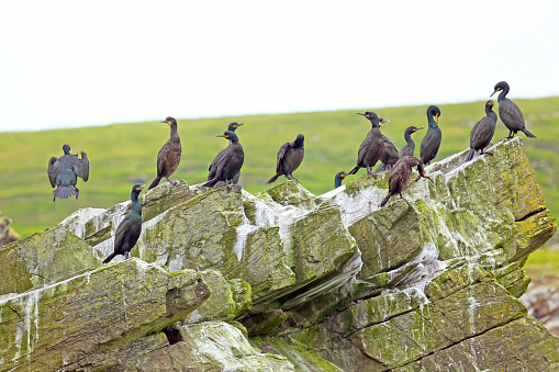 Group of Shag sea birds sitting on the cliff edge close to the ocean, Mousa, Shetland Islands, Scotland.