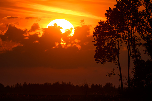 Beautiful sunset with the sun behind the clouds in the orange sky with tree silhouettes in the foreground.