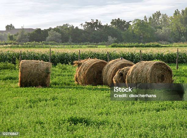 Alfalfasprosse Bales In Field Stockfoto und mehr Bilder von Abenddämmerung - Abenddämmerung, Agrarbetrieb, Alfalfasprosse