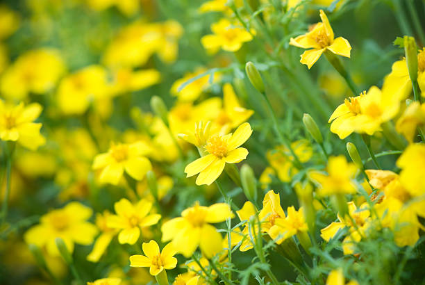 istock Buttercups in field, summer background 122710869
