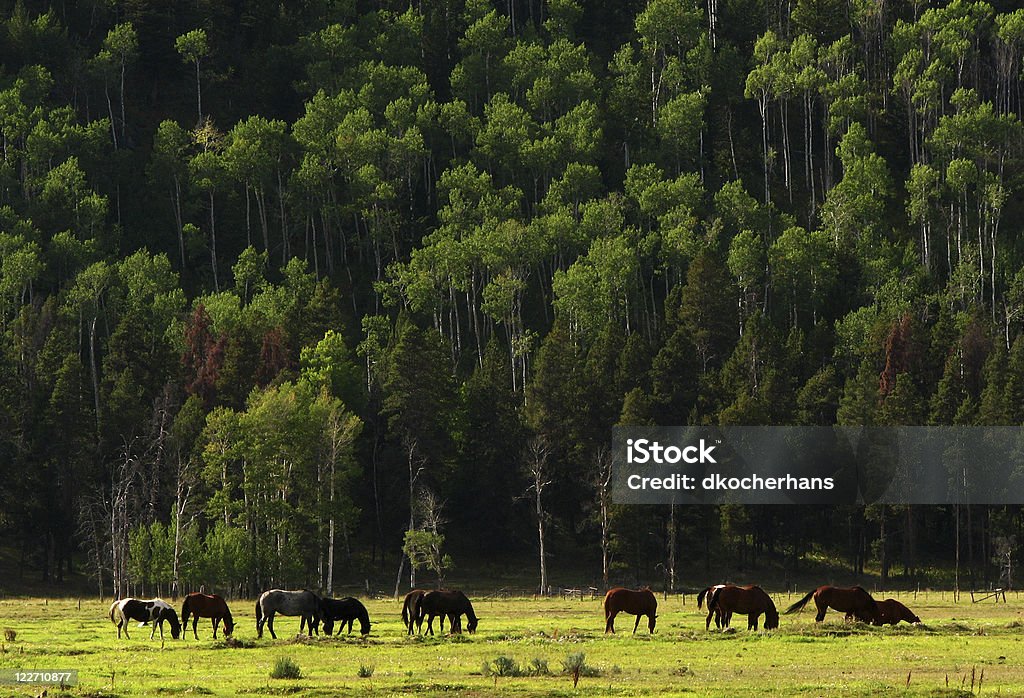 Cavalos Pastar perto Teton Village, Wyoming - Royalty-free Agosto Foto de stock