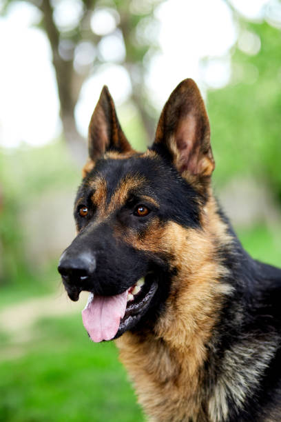 istock German shepherd lying on the grass in the park. 1227109316