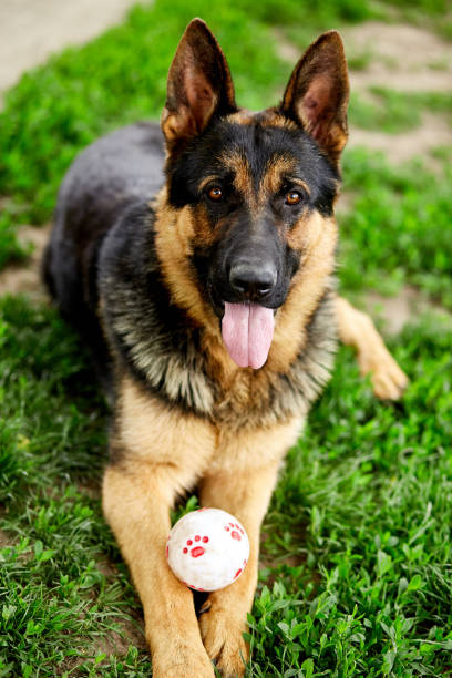 istock German shepherd lying on the grass in the park. 1227109319