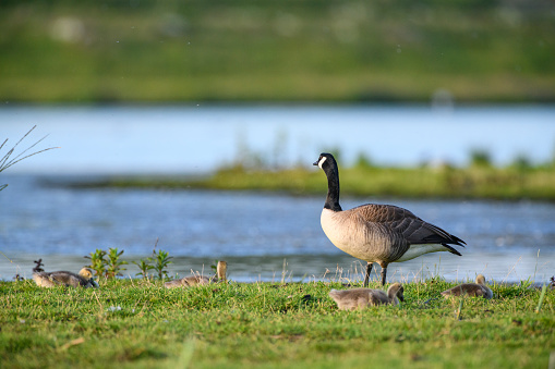 Beautiful scene near the lake of a Canada goose standing in green grass and blooming yellow dandelions in spring.