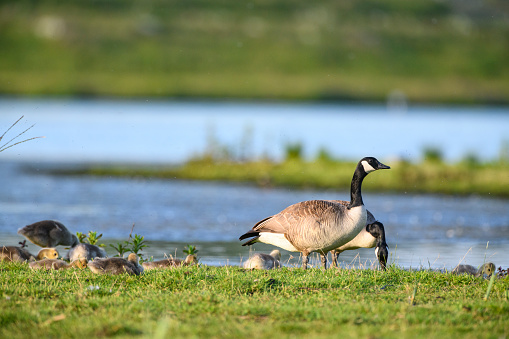 Canada goose (Branta canadensis) with gosling in a swamp at the end of a springtime day in the Reevediep nature reserve in Overijssel, The Netherlands.