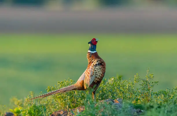 Pheasant, (Scientific name: Phasianus Colchicus) Colourful male, Ring-Necked or Common Pheasant crowing at dusk in Springtime.  Facing right. Clean background. Horizontal.  Space for copy.
